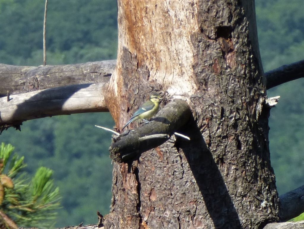 Id. Uccellino:   giovane Fioraccino